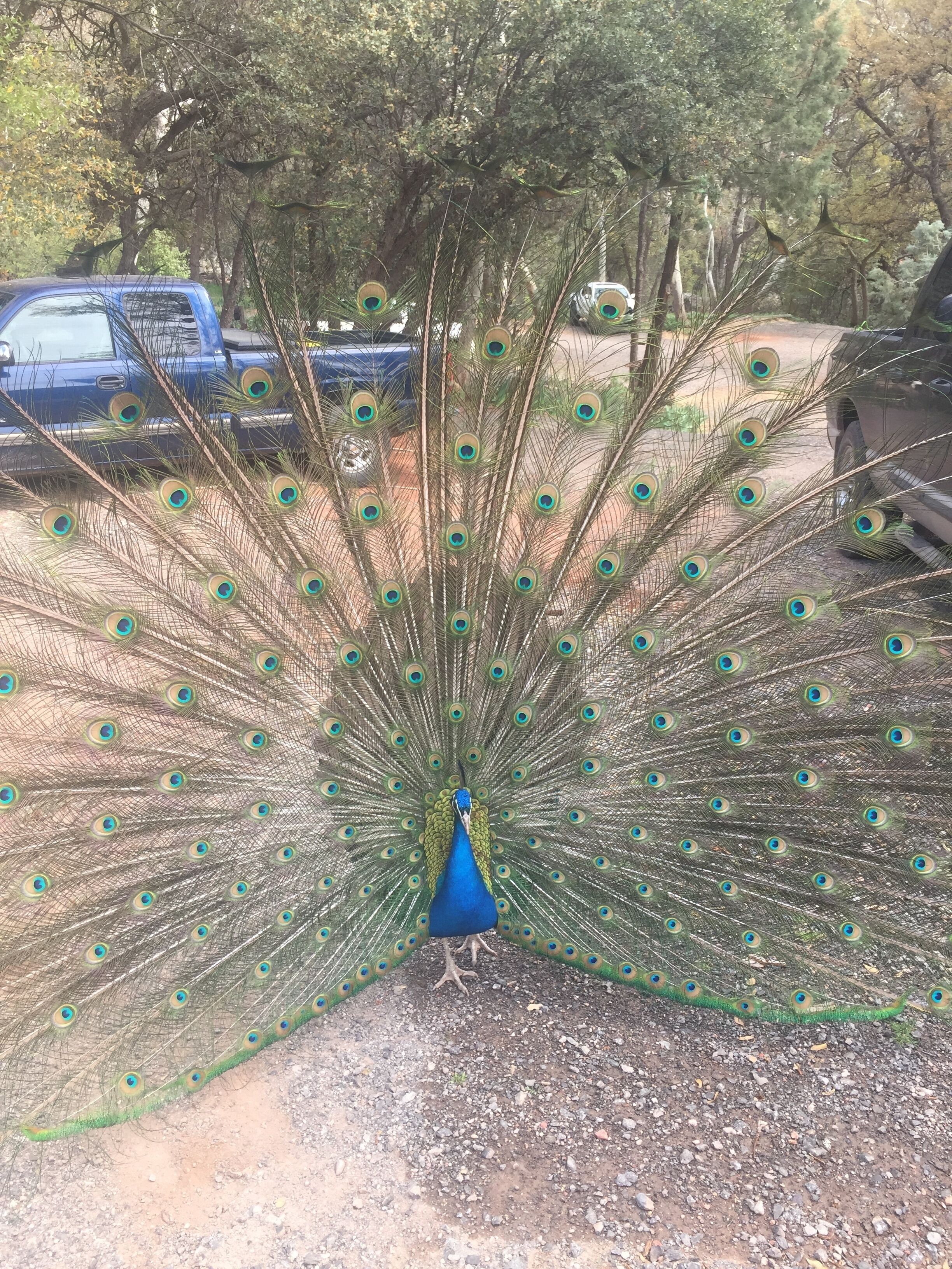 A peacock with its tail feathers fanned out, standing on a gravel path with trees and parked vehicles in the background.