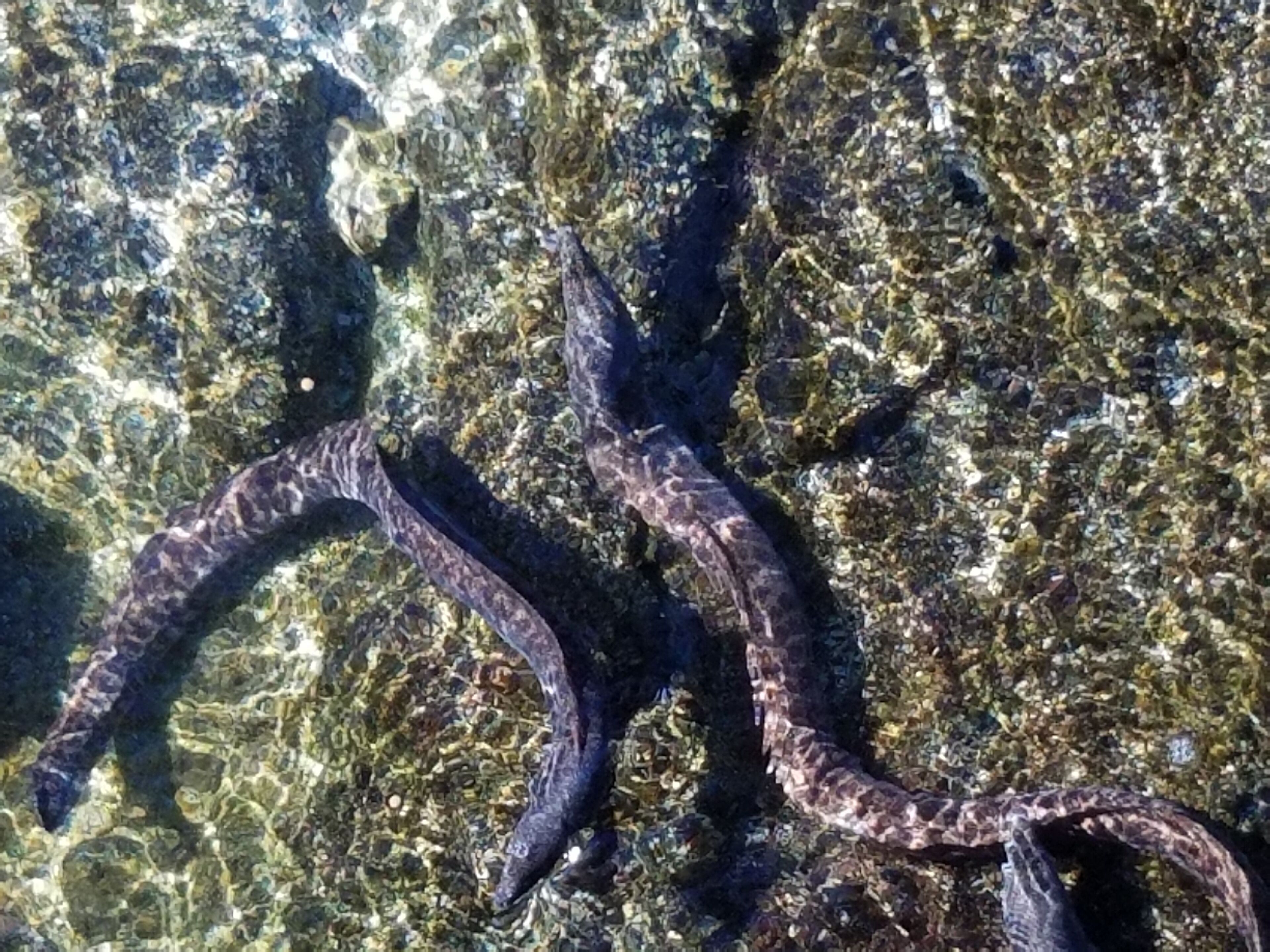 Una serpiente sobre una superficie rocosa.
