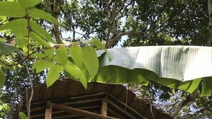 A wooden structure with a thatched roof, surrounded by dense foliage and banana leaves. - Plantation Retreat (Pathadumbara)