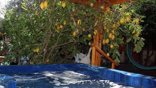 Un bain à remous avec, en arrière-plan, un arbre portant des fruits jaunes.