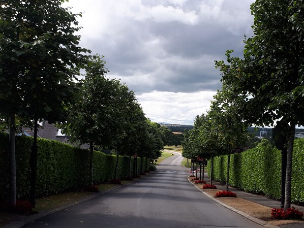 A tree-lined street with a clear road ahead. - Faithlegg Lodge (Faithlegg)