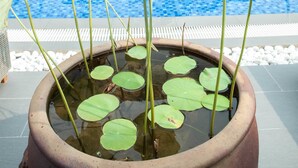 A potted water lily plant with a pool in the background. - La Casita Saigon (Ho Chi Minh City)