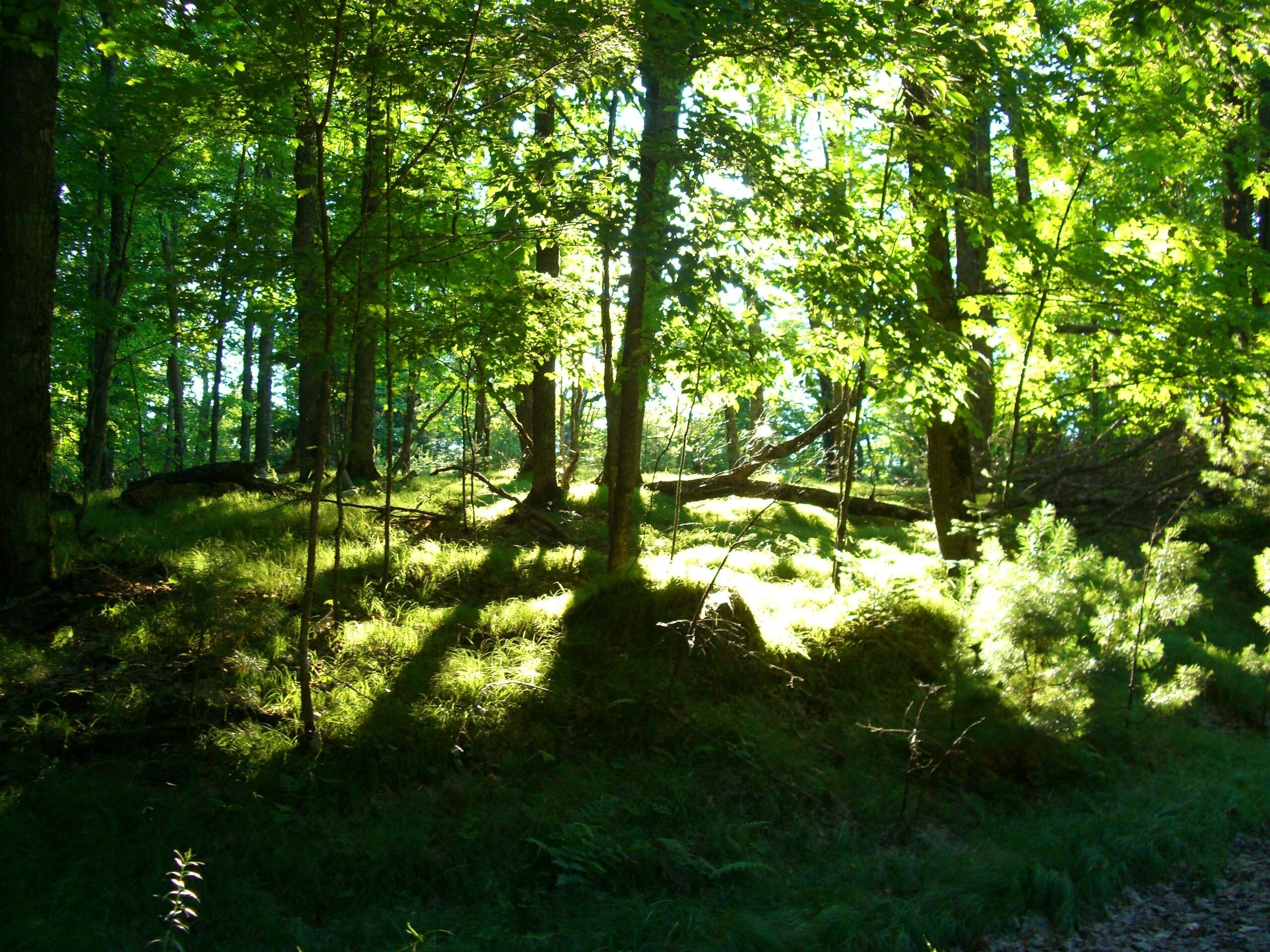 Une forêt dense où la lumière du soleil filtre à travers les arbres.