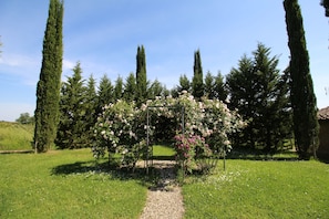 A garden with a central arbor of flowering trees, surrounded by tall cypress trees.