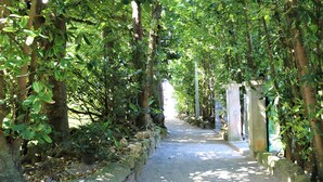 A pathway lined with trees and stone walls, leading to a structure with a sign. - Fukugi Terrace (Motobu)