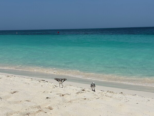 On the beach - Luxury Patio in Oceania Residences with view to Eagle Beach. (Oranjestad)