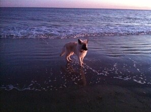 Beach - Point Cottage In Newport. Pet Friendly.. Walk To Water.  Book Early & Save. (Newport)