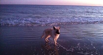 Point Cottage In Newport, Pet Friendly Walk To Water. Discounts for long stays.
