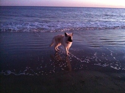 Point Cottage In Newport, Pet Friendly Walk To Water. Black Friday 10% Off