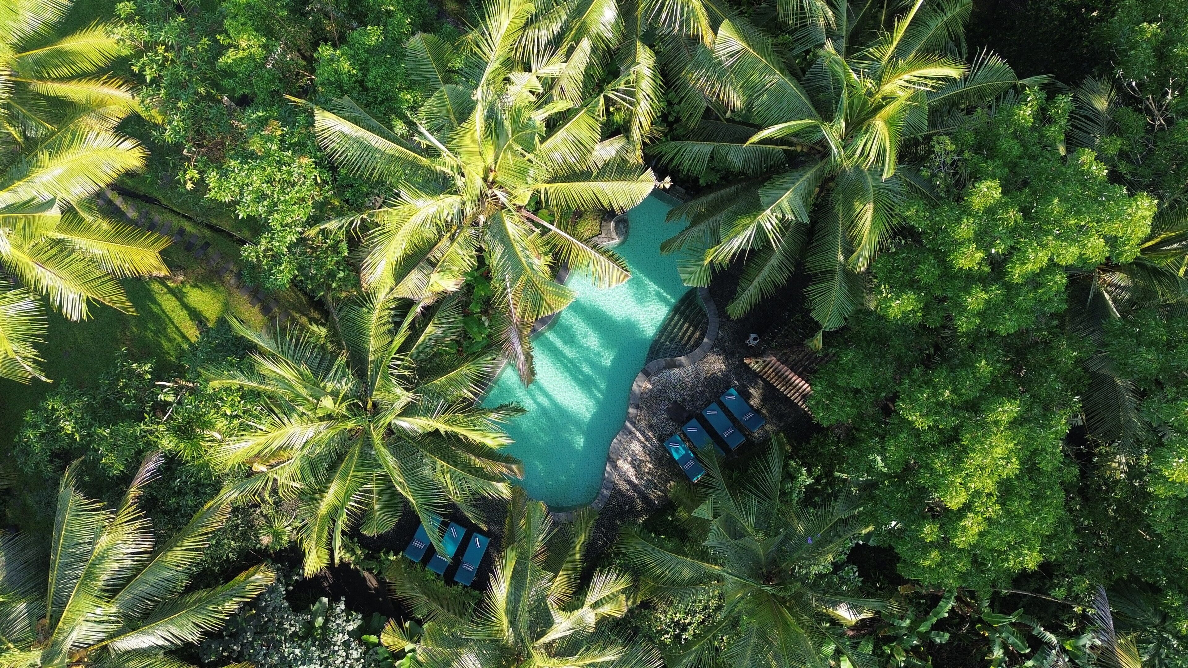 An aerial view of a tropical resort with a central pool surrounded by dense palm trees.
