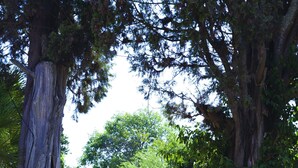 A pathway flanked by large trees and stone planters with greenery. - Villa Spada Donadeo (Lequile)