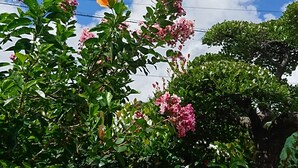 Un jardin agrémenté de diverses plantes et arbres à fleurs.