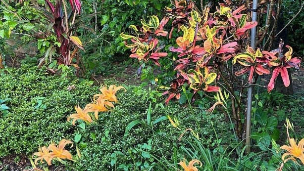 En trädgård med olika växter och blommor, inklusive orangefärgade liljor och röda blad.