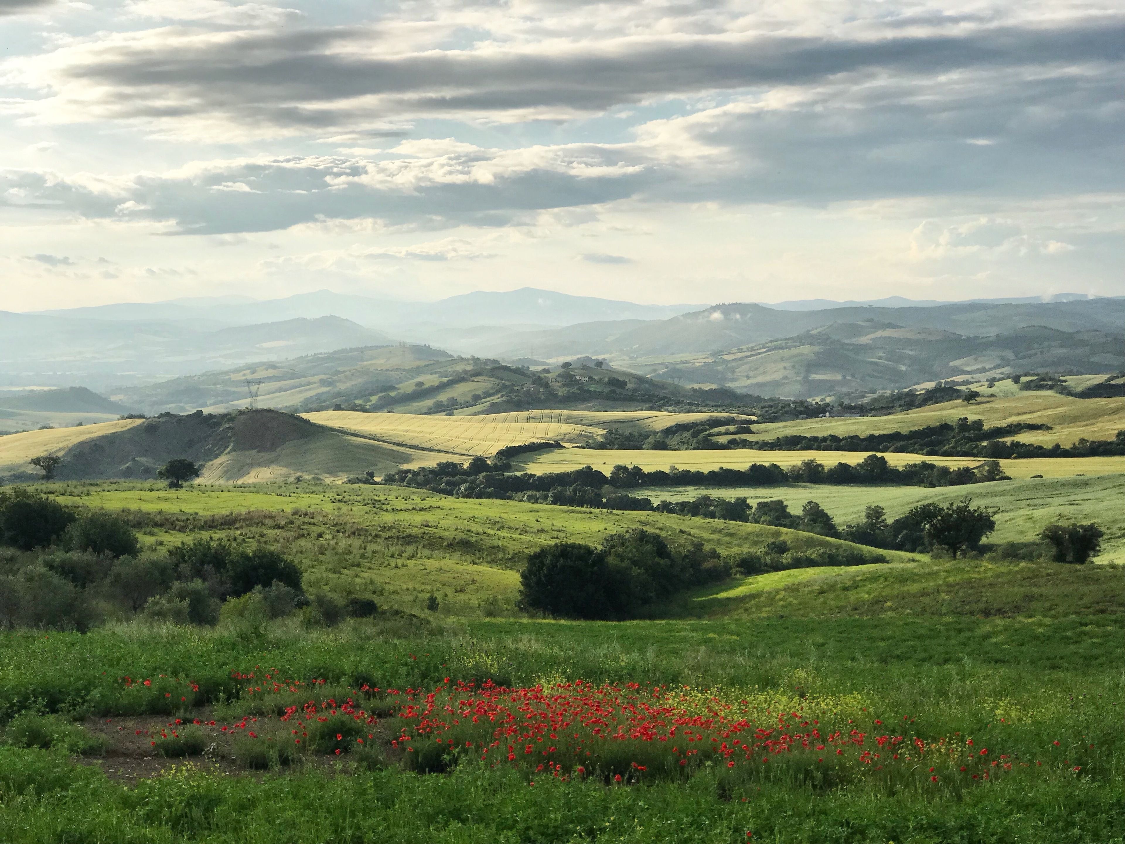 Ein Panoramablick auf sanfte Hügel mit einem roten Mohnfeld im Vordergrund.