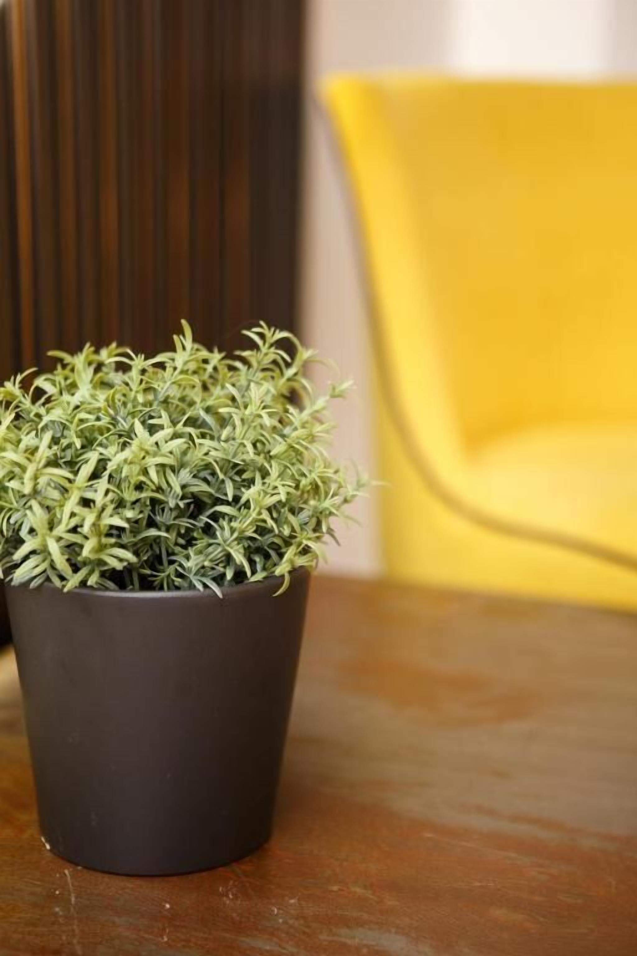 A potted plant on a wooden table.