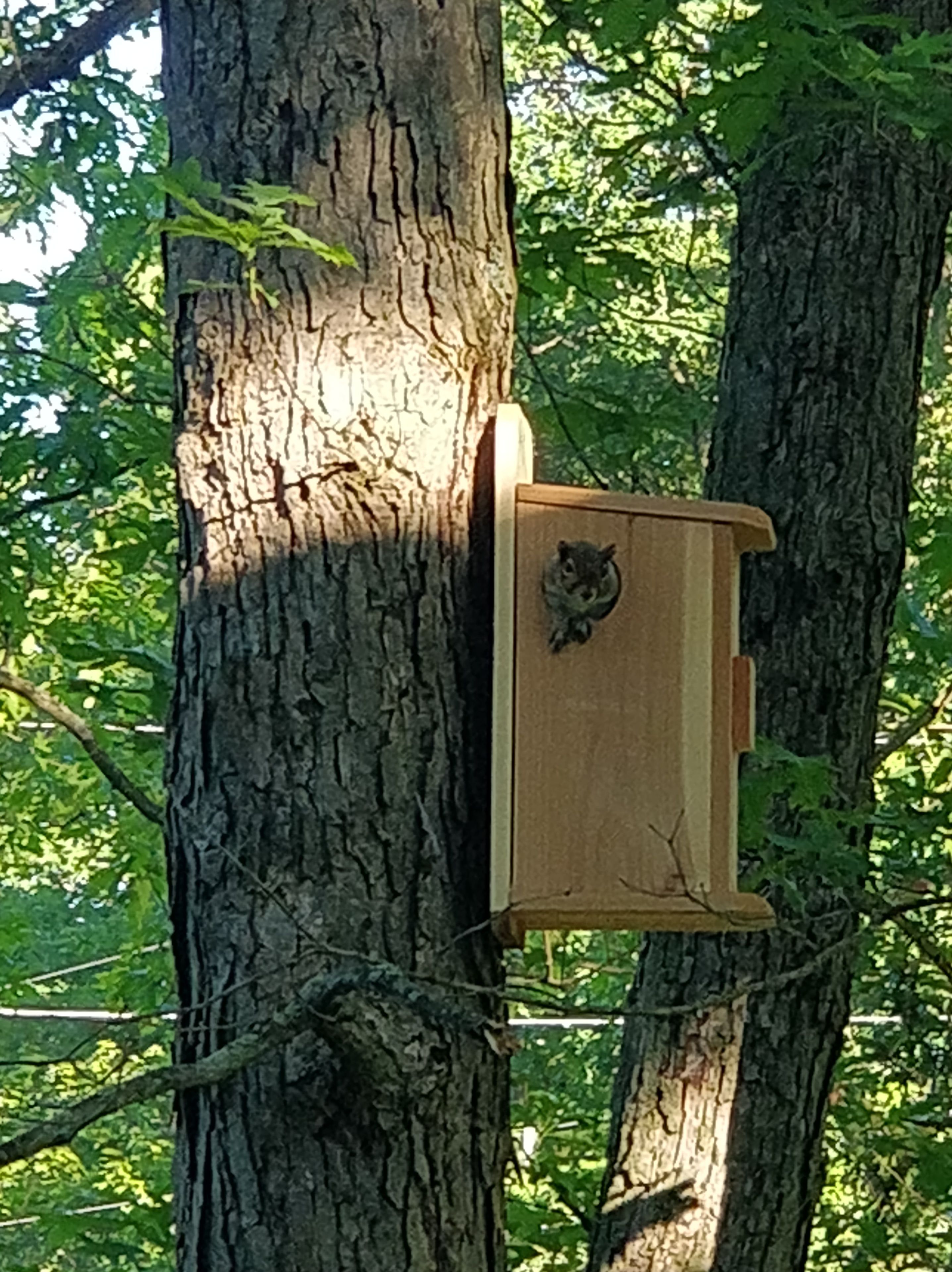 Un comedero de pájaros de madera sujeto a un árbol en un bosque.