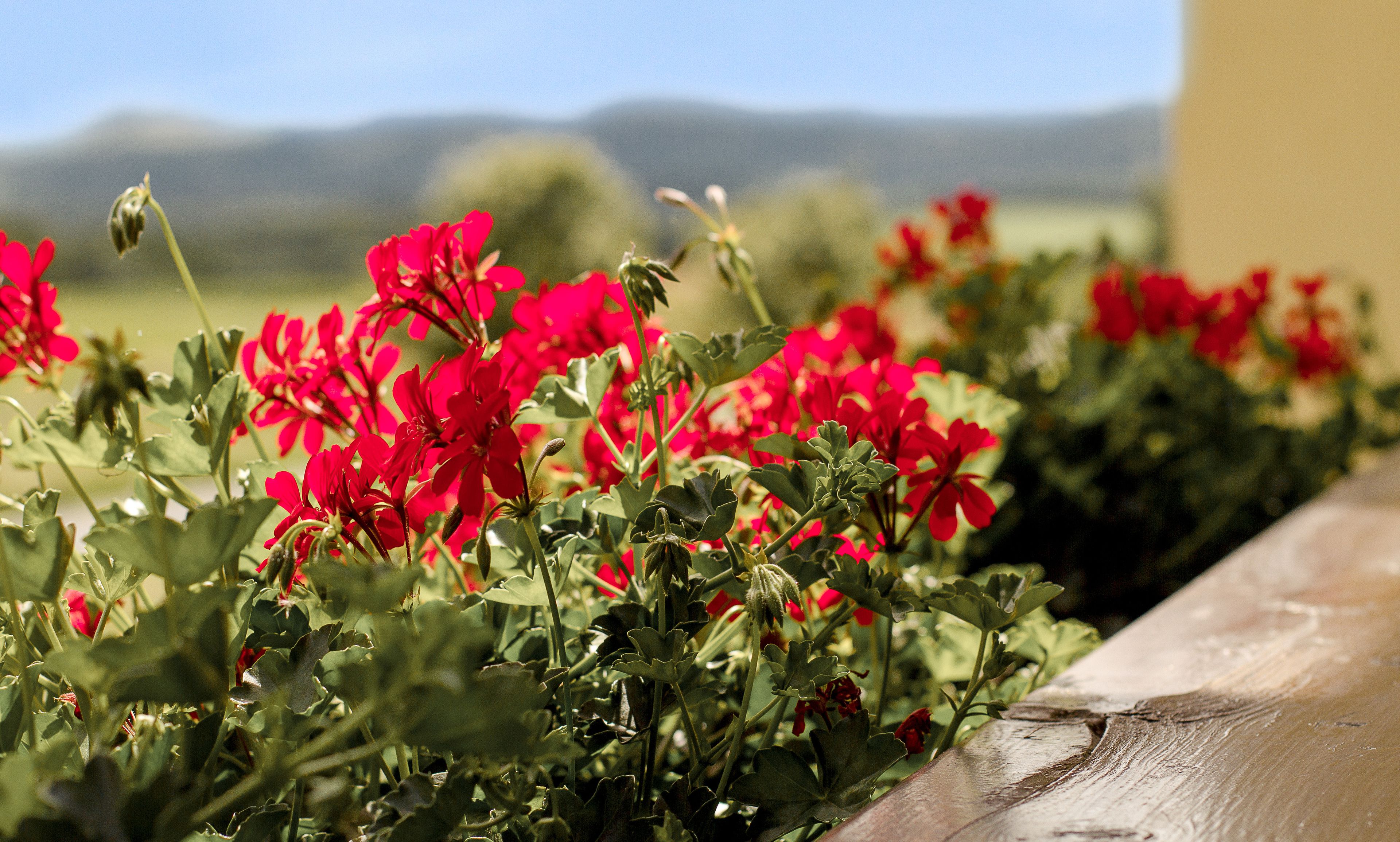 comfort double room | balcony