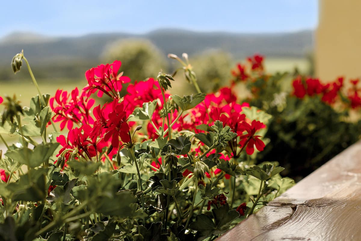 comfort double room | balcony