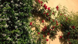 Un jardin à la végétation luxuriante, parsemé de fleurs rouges, adossé à un mur sobre.