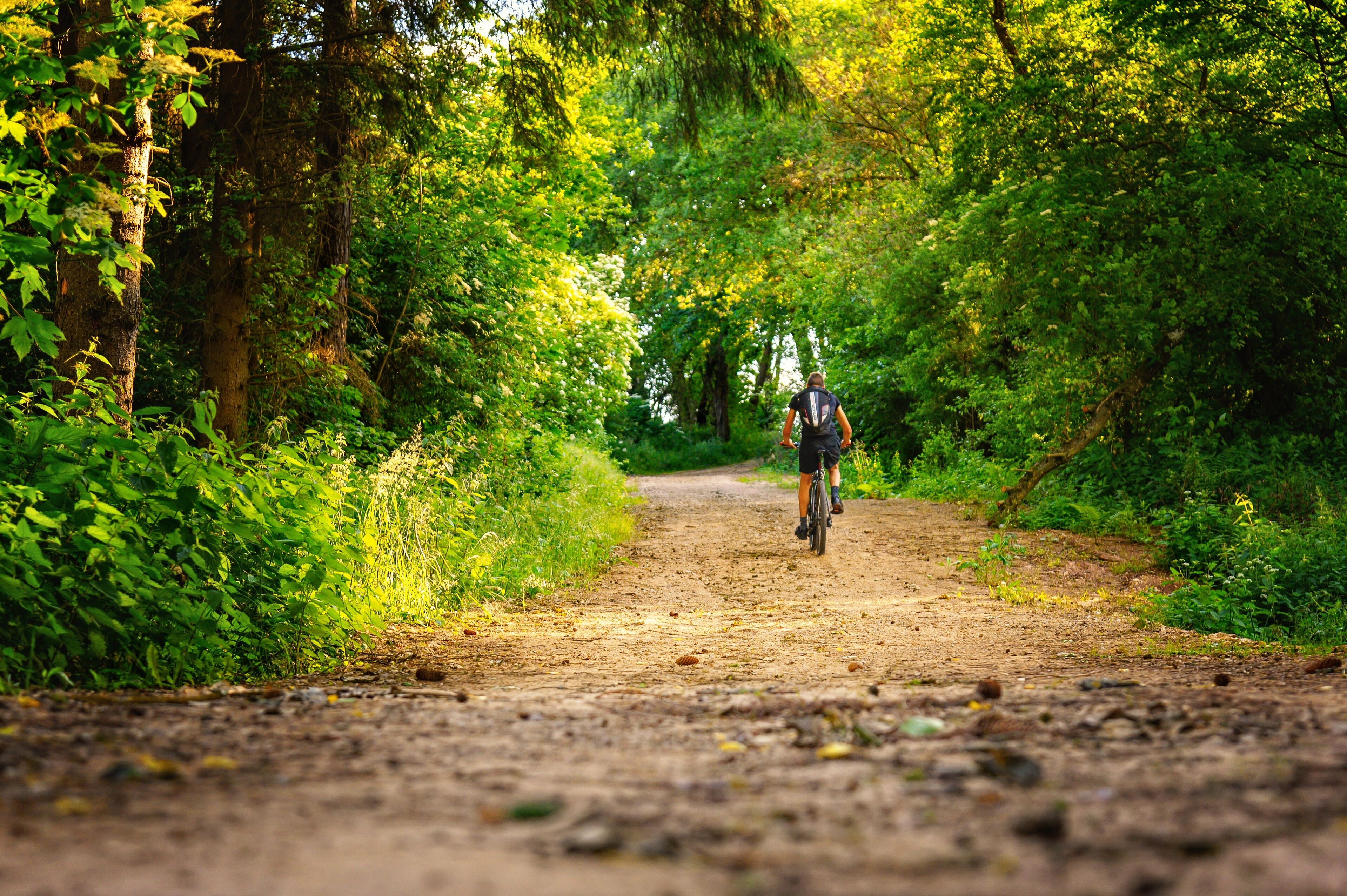A dirt path in a forested area.