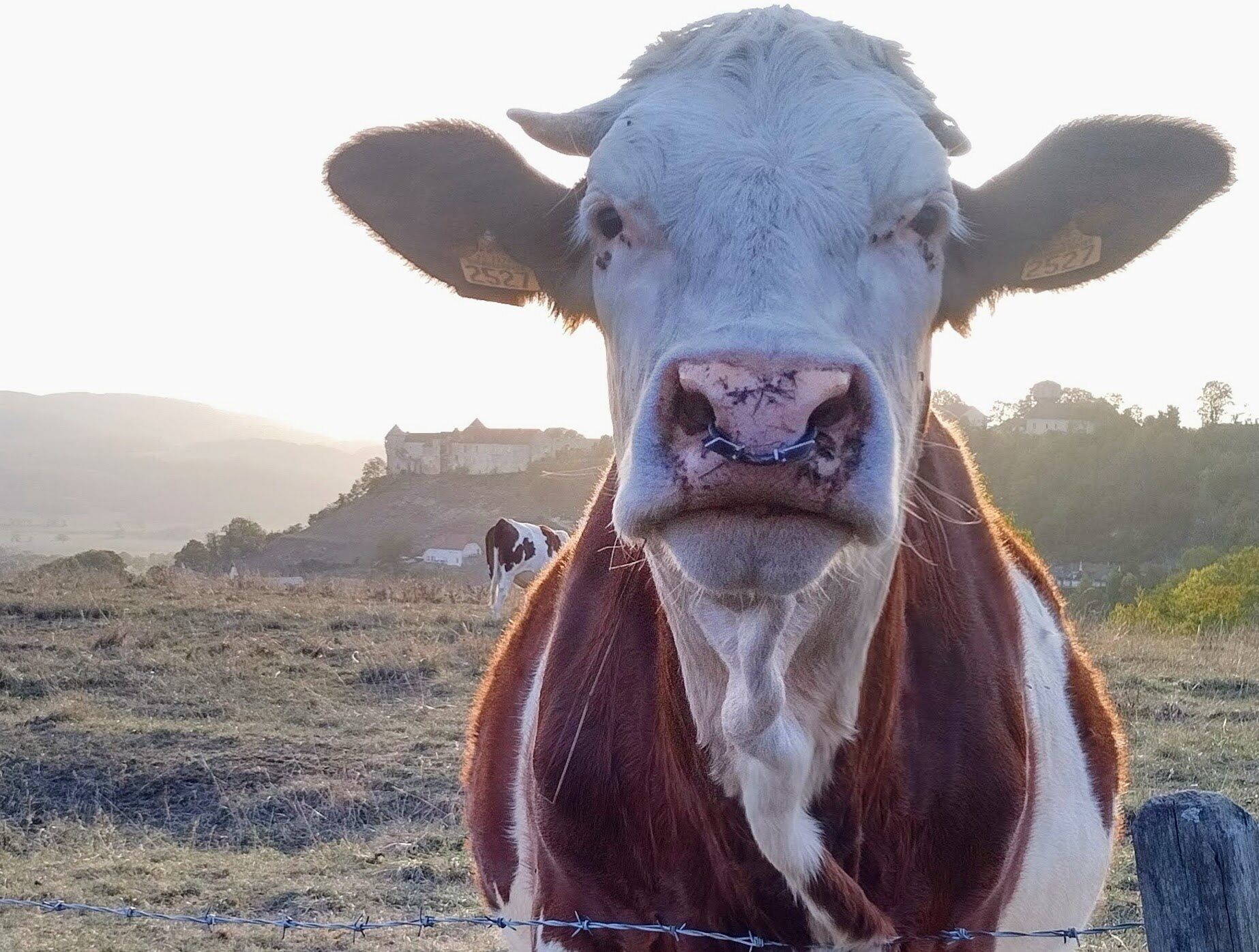 A cow with a white face and brown body standing in a field with a barbed wire fence.