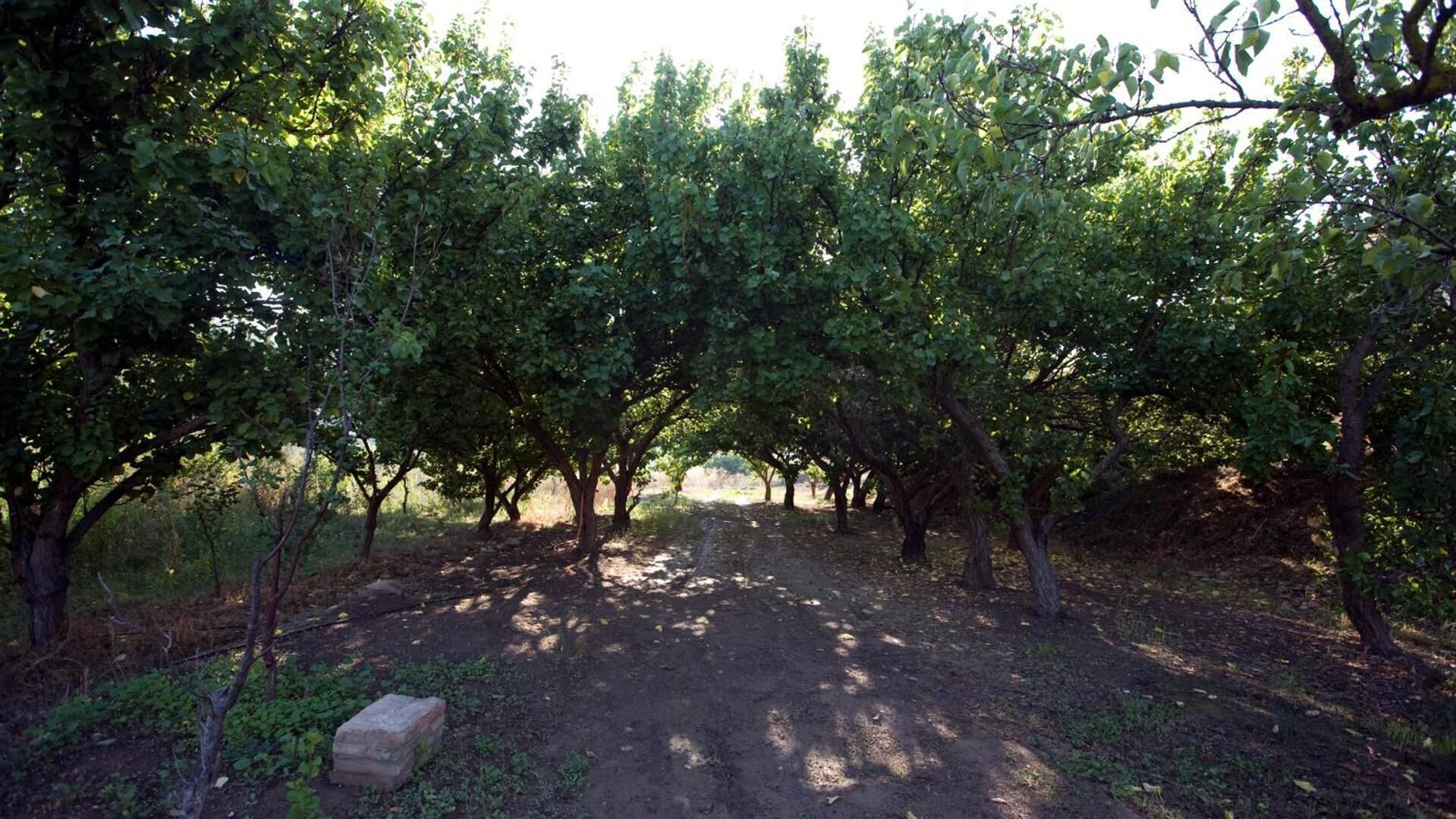 Viñedo con filas de árboles y un sendero de tierra.