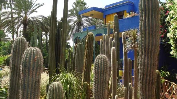 A cactus garden with tall cacti and a blue building in the background. - Appart avec vue Jardin-Majorelle (Marrakech)