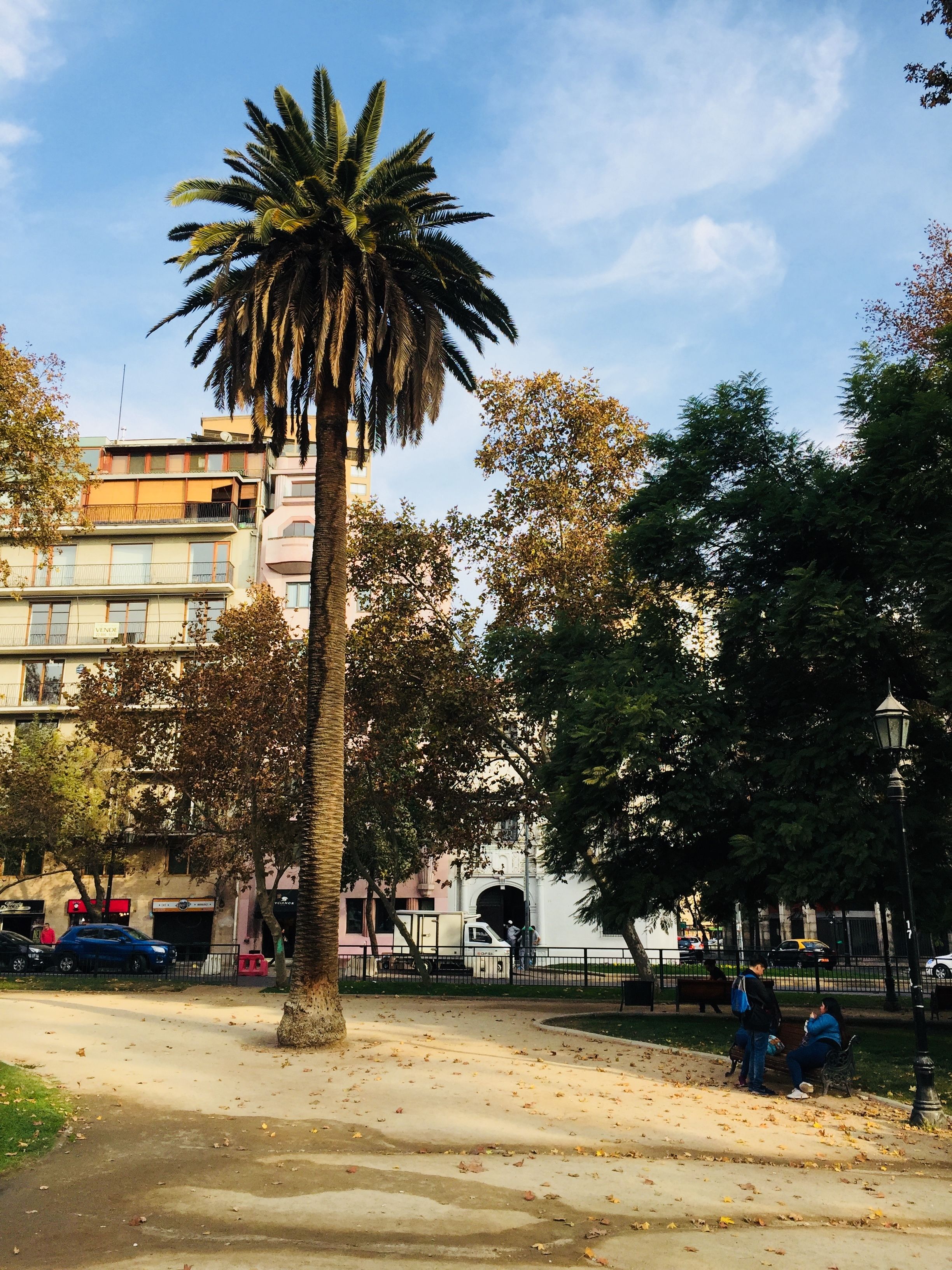 A park with a palm tree, benches, and a pathway.