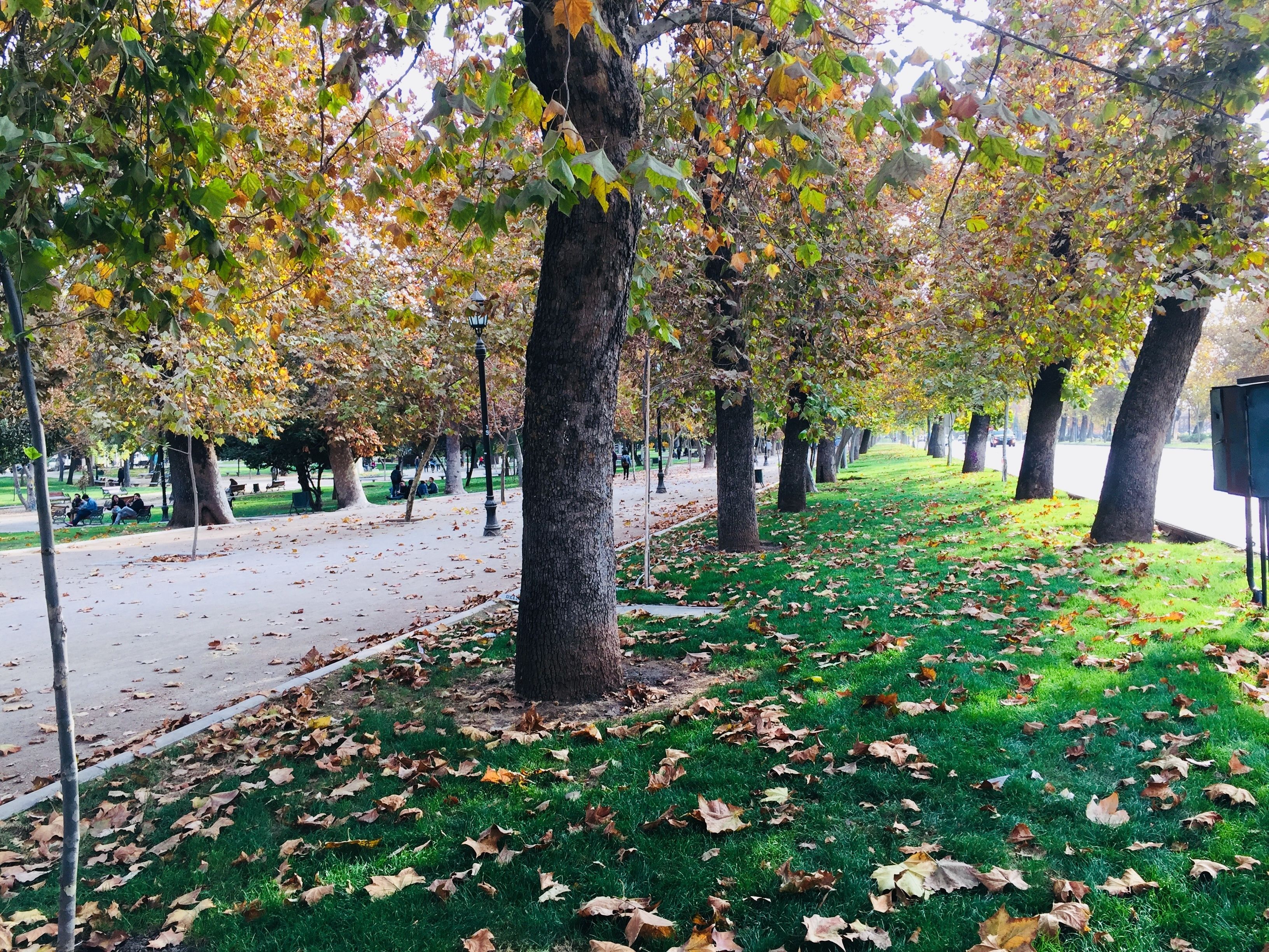 A park with rows of trees, a grassy path, and benches.