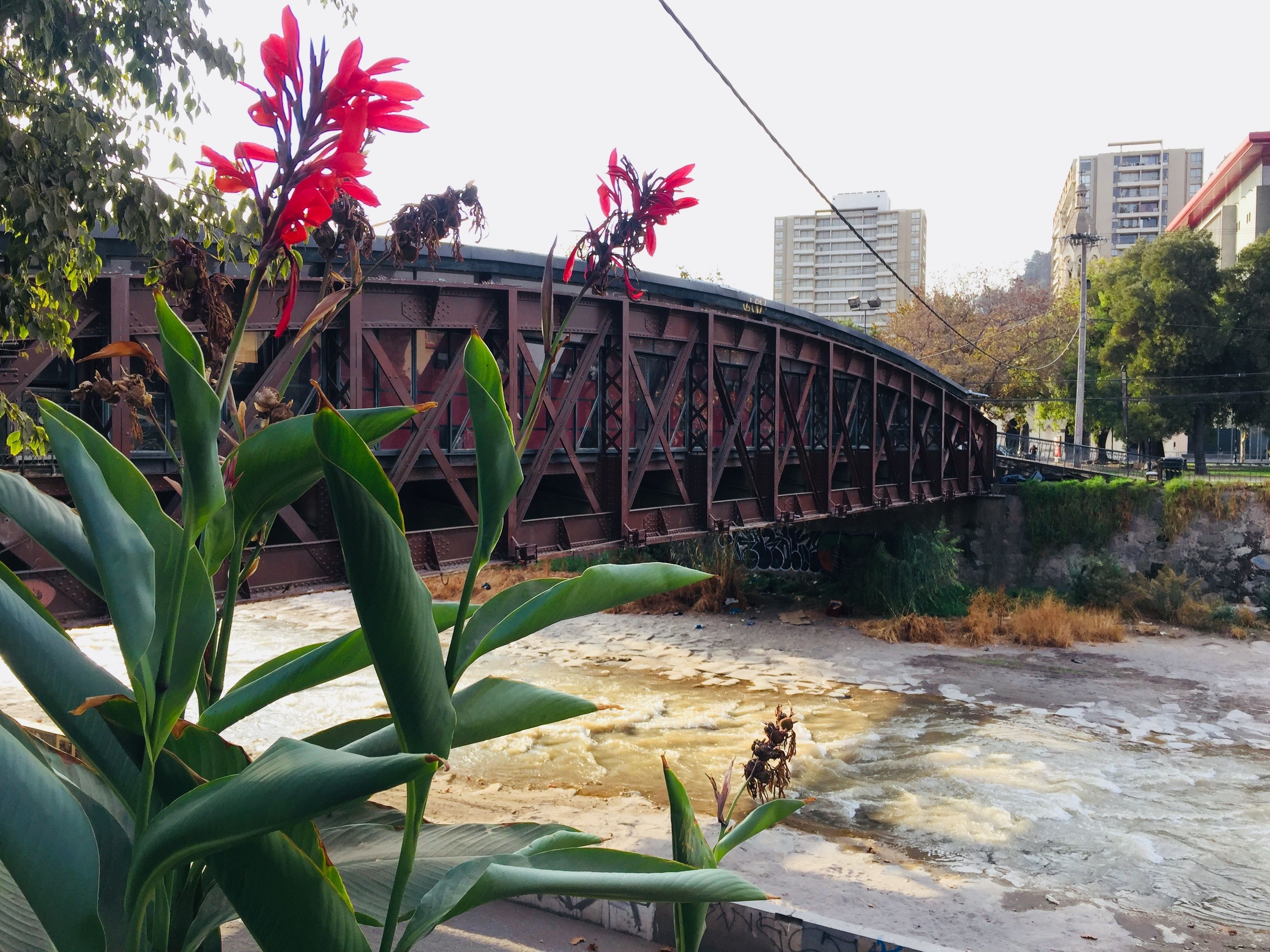 Un puente con grafitis, un río y algo de vegetación.