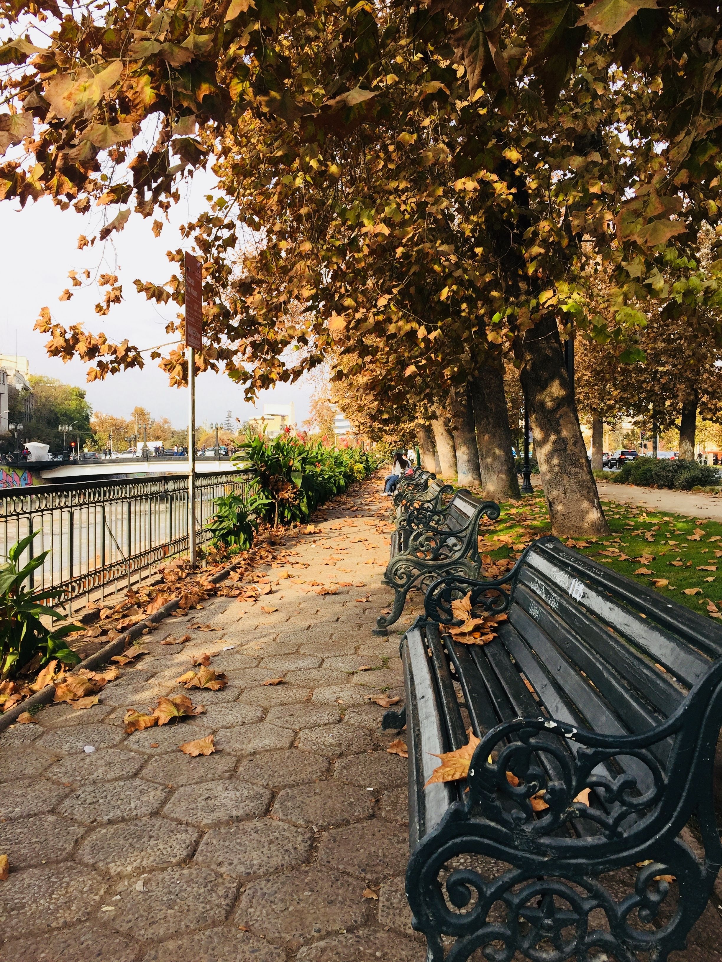 Un banco de parque bajo un árbol, con un camino pavimentado.