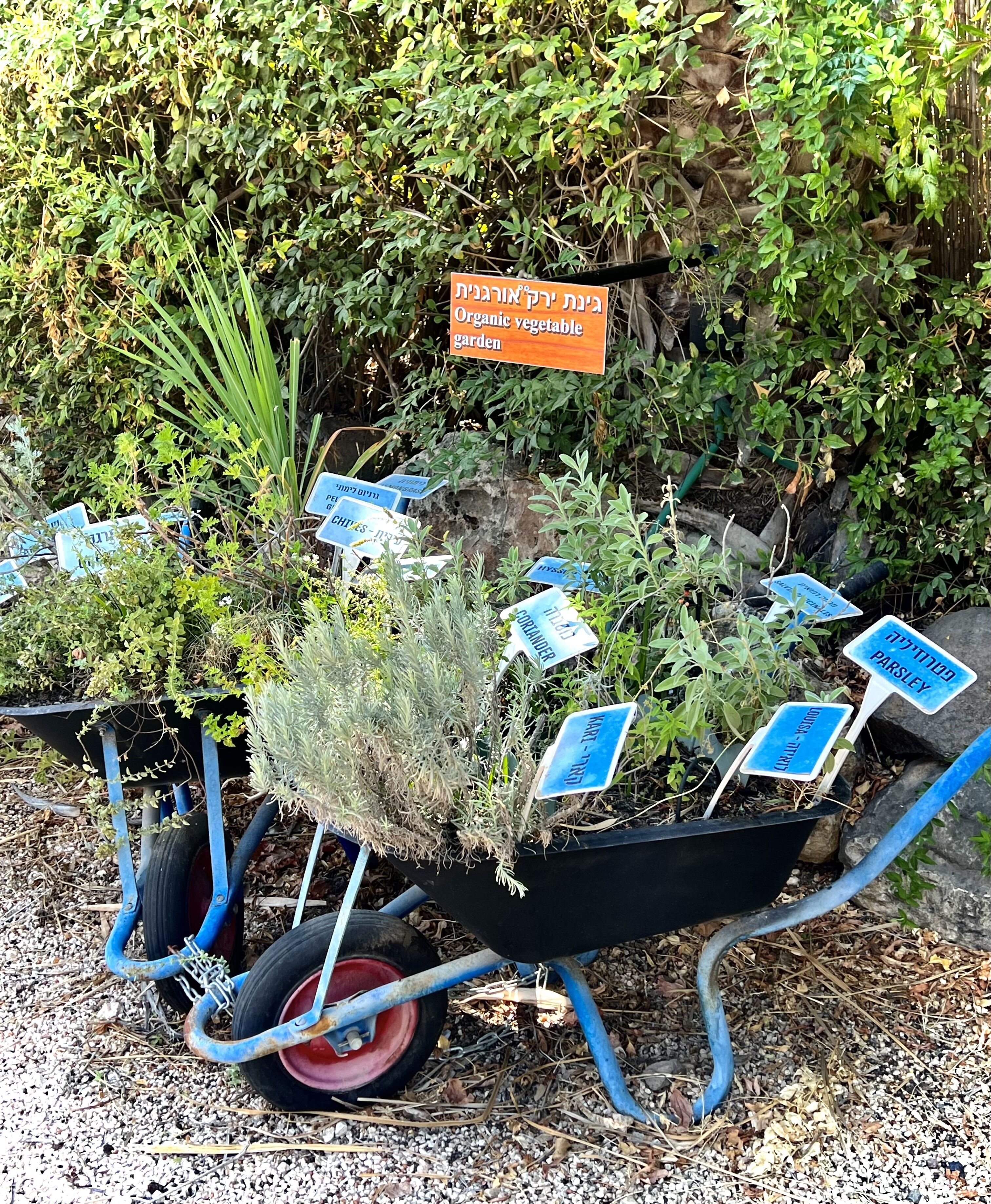 A wheelbarrow with labeled plant signs, surrounded by greenery.
