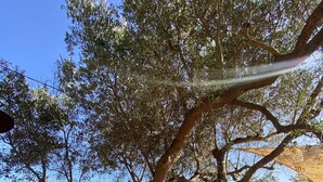 A large tree with a hammock and picnic table in a park setting. - AMMARE BY THE SEA         (Marina di Novaglie)
