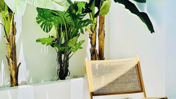 Una silla de madera con respaldo tejido en una habitación con pared blanca y una planta grande de hojas anchas.