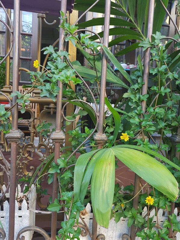 Property grounds - Little Home Hostel Nha Trang (Nha Trang)