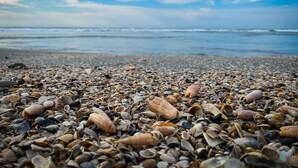 A beach with a variety of seashells and pebbles. - OceanThyme @ Windsong, Ocean Front Newly Remodeled and Decorated (North Myrtle Beach)