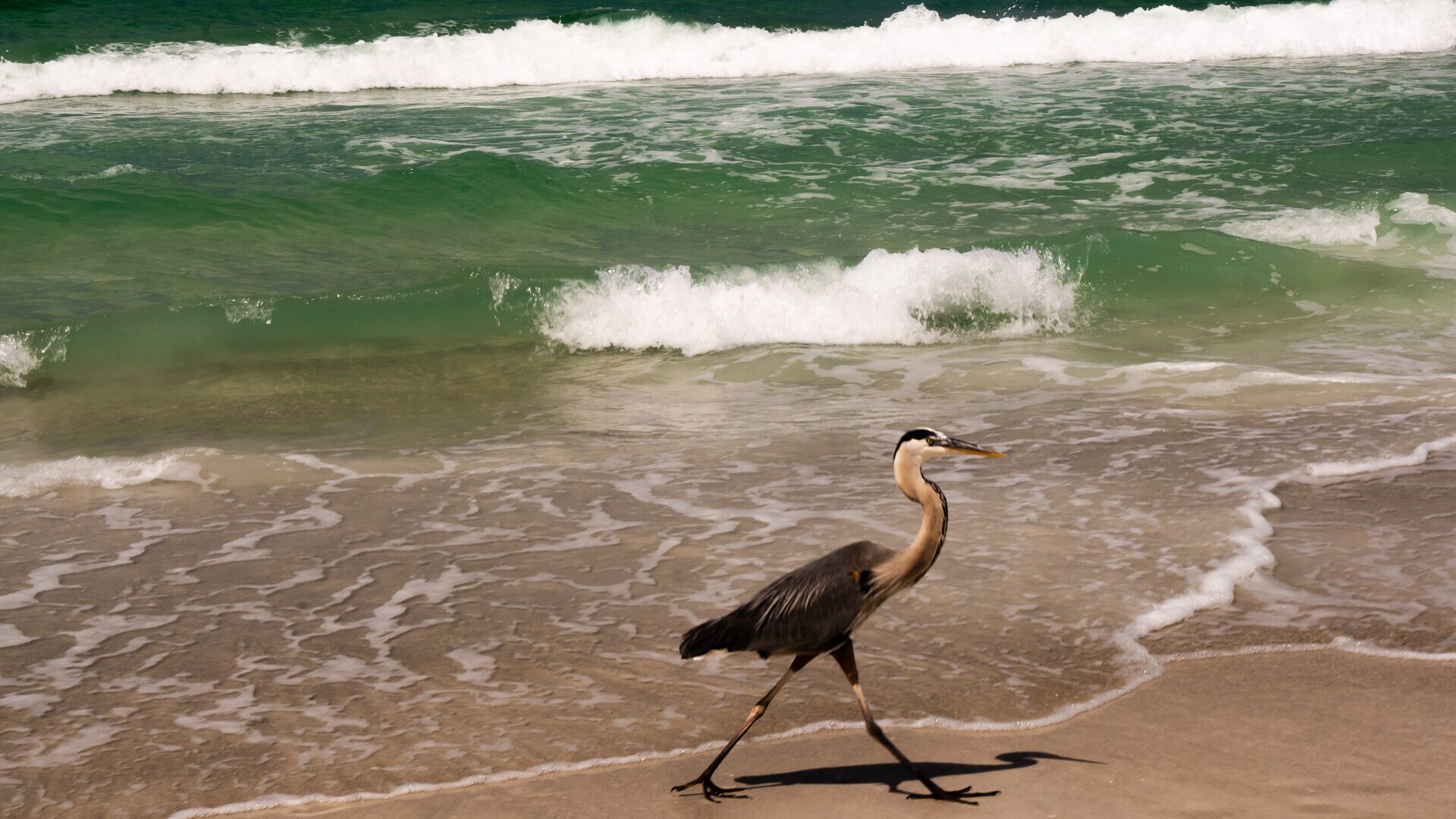 A bird walking on a sandy beach with waves in the background.