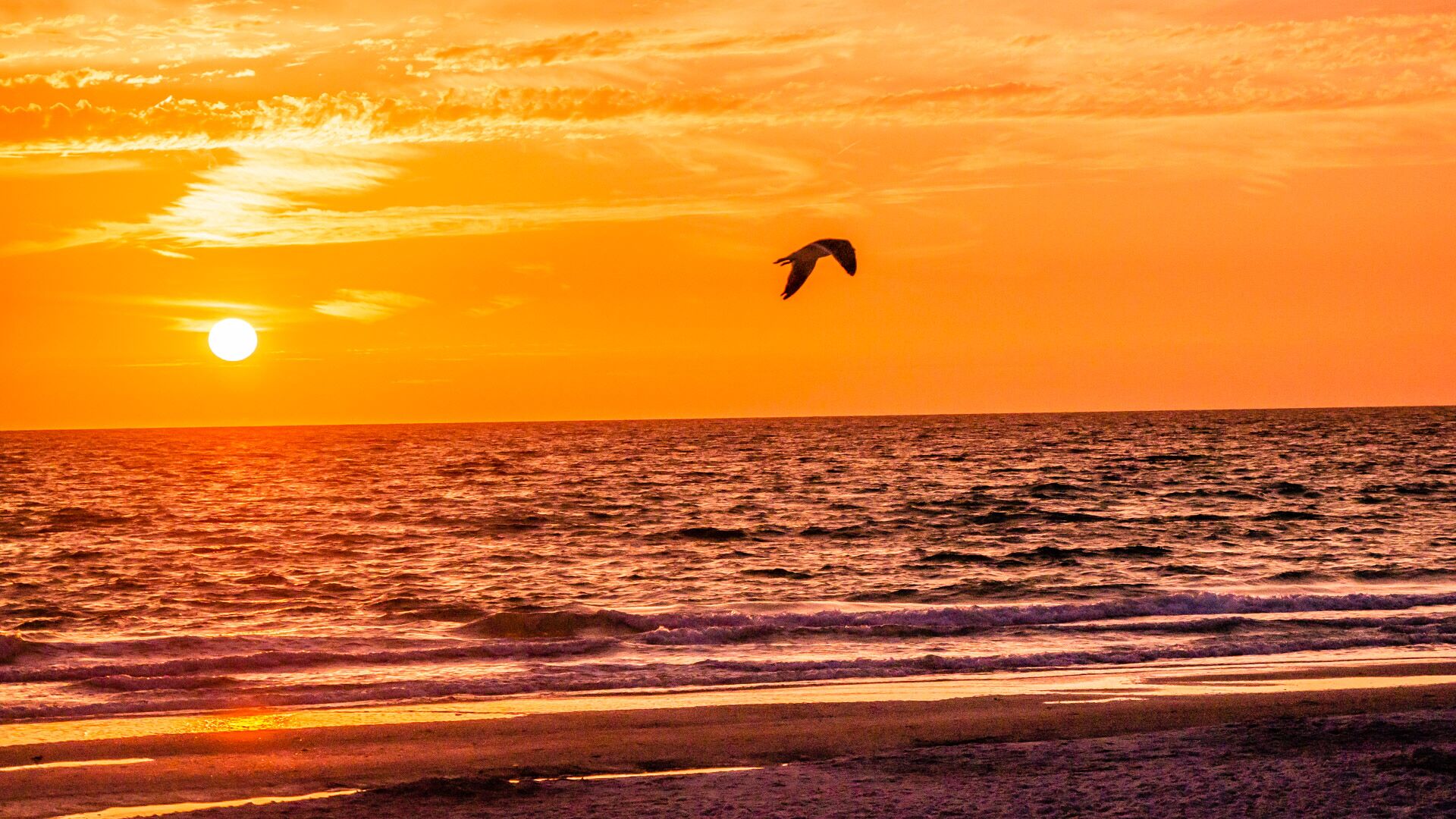 A sunset over the ocean with a bird flying.