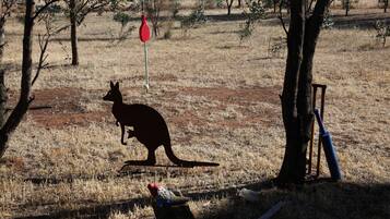 Un canguro en un campo seco y cubierto de hierba, con árboles y una señal de tráfico roja al fondo.