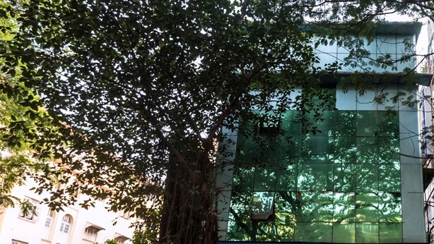 A building with a large tree in front, reflecting greenery in its windows. - Hotel Plaza Mumbai (Mumbai)