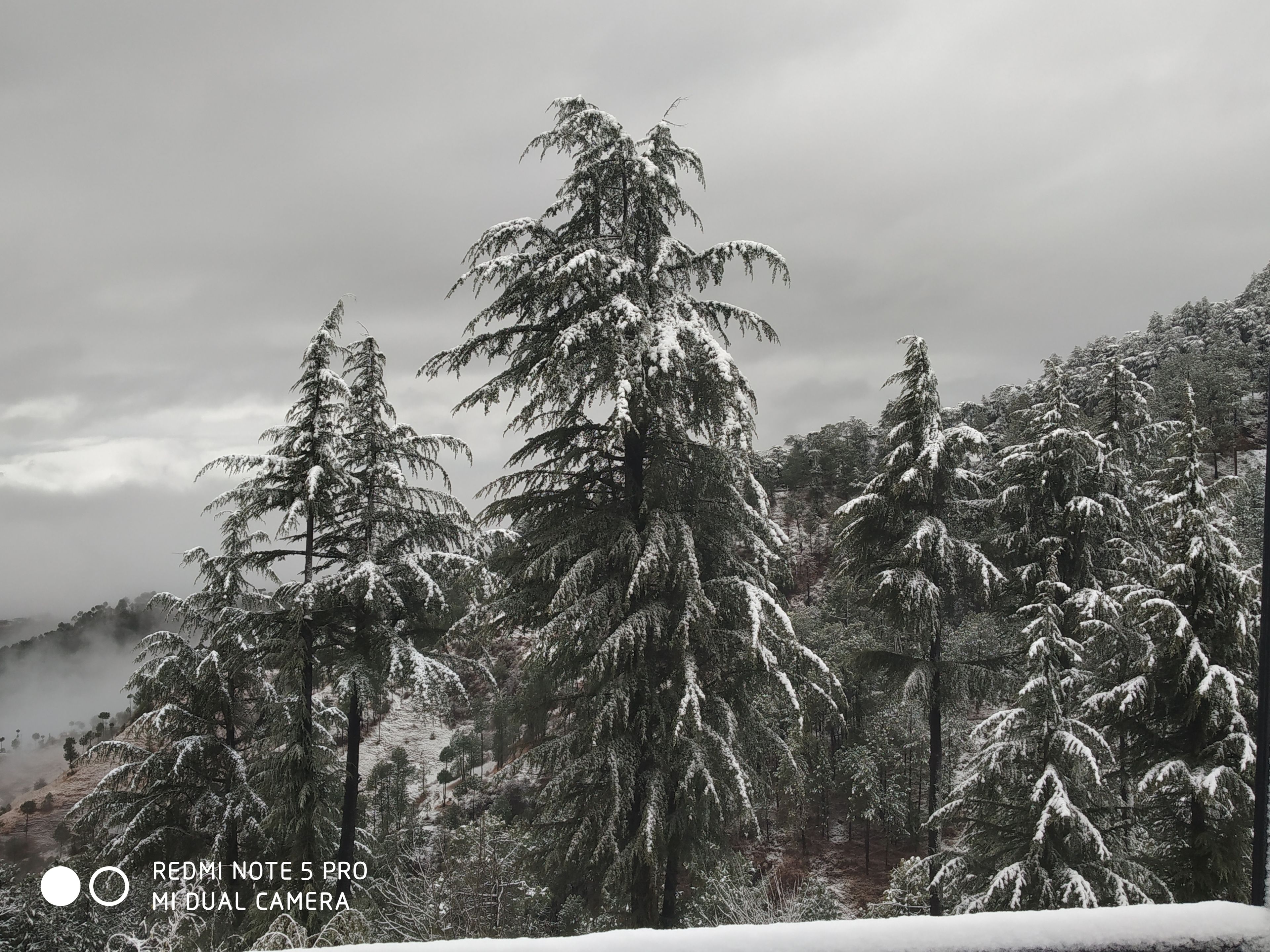 A forest with snow-covered trees.