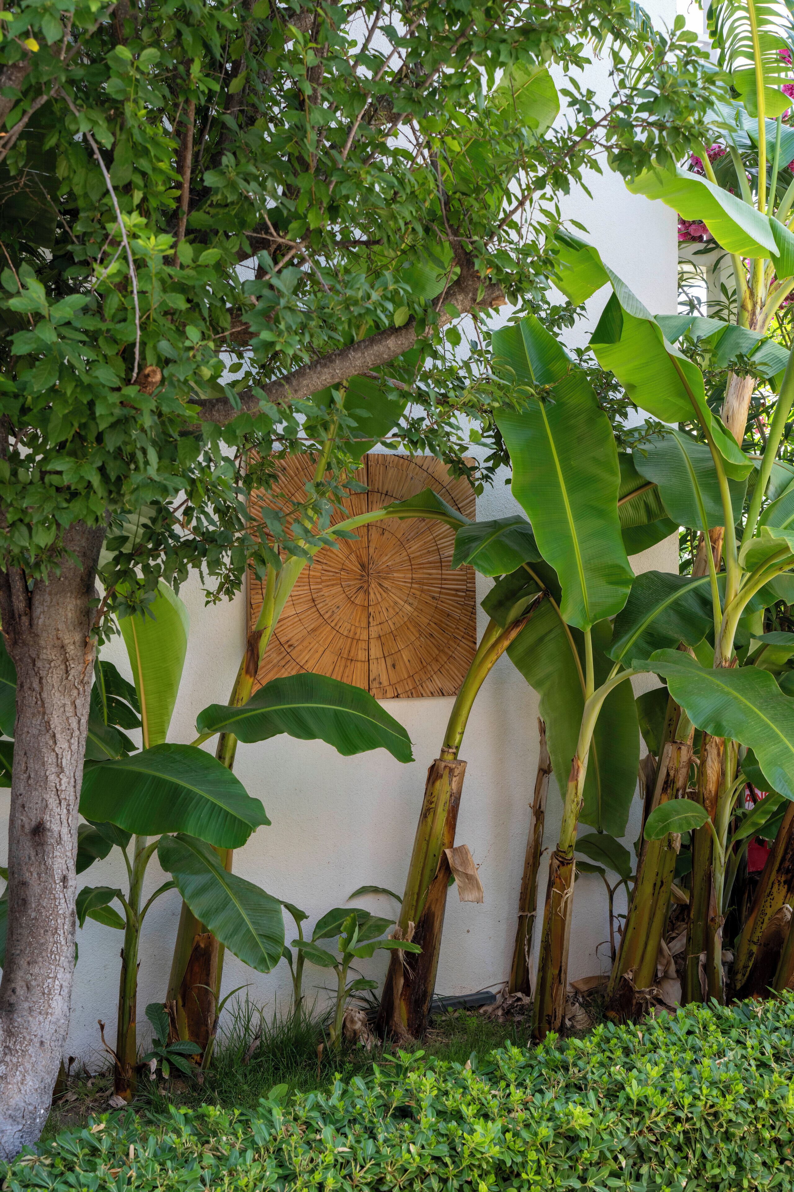 Un jardín con palmeras bananeras, un muro de madera y el tronco de un árbol.