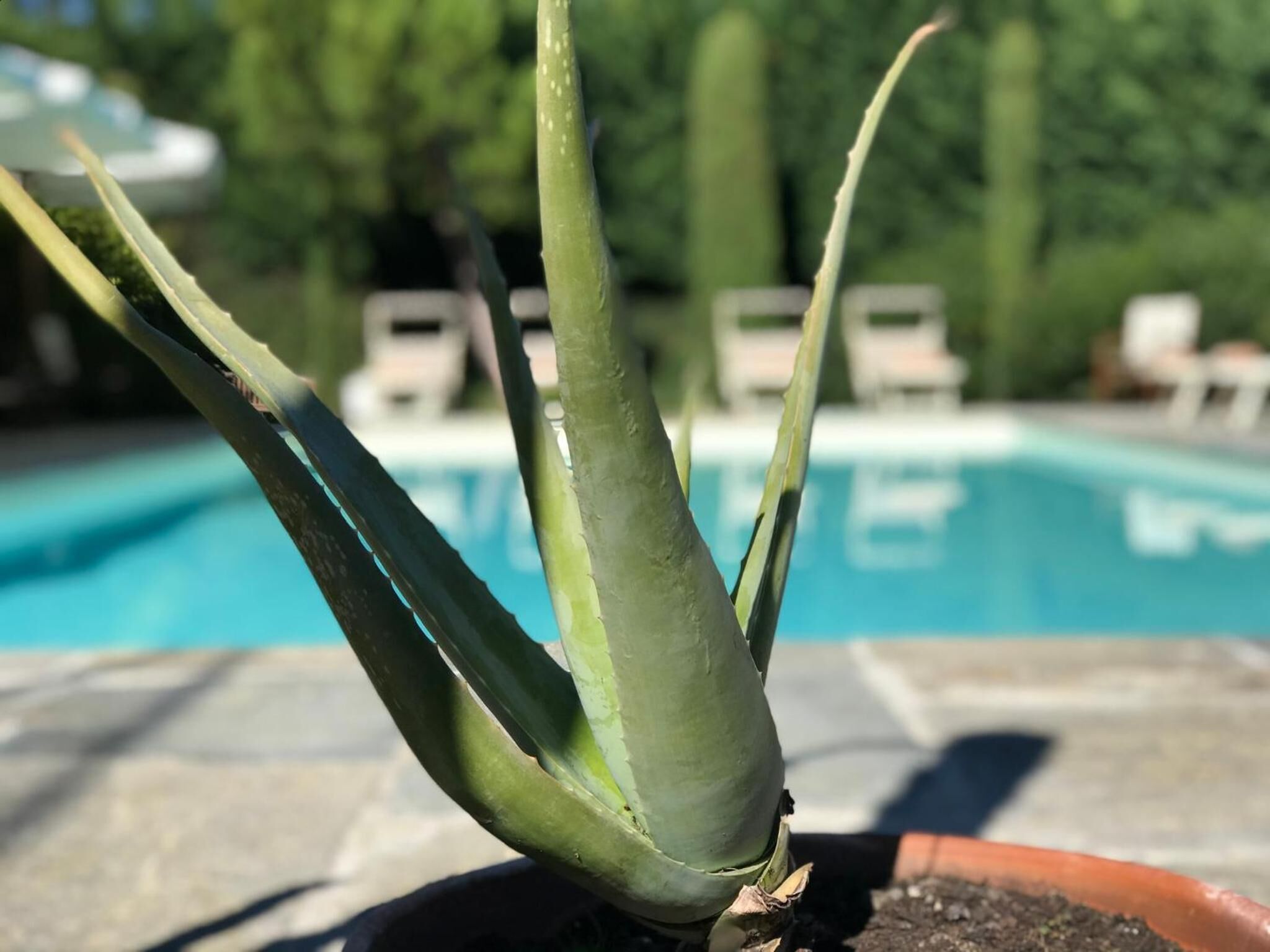 A potted aloe vera plant in front of a swimming pool.