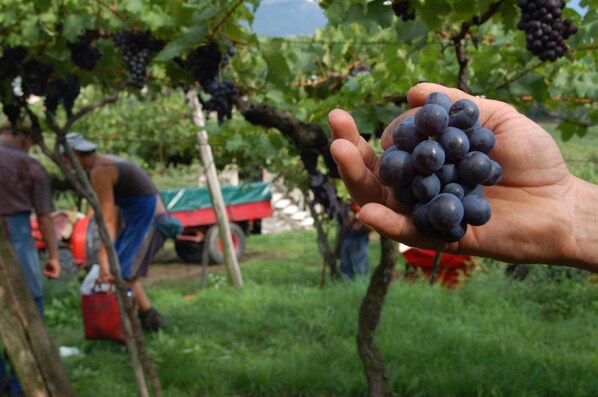 Uma mão segurando um cacho de uvas escuras em um vinhedo.