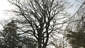 Un árbol grande en un parque con una mesa de picnic y bancos.