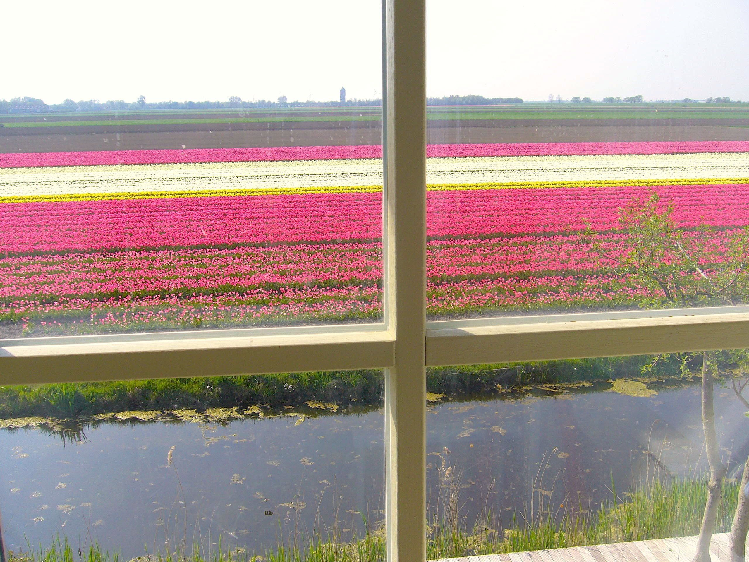A view of a flower field through a window, with a body of water in the foreground.