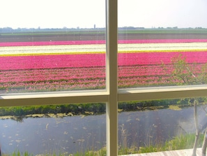 Une vue sur un champ de fleurs, prise à travers une fenêtre, avec une étendue d’eau au premier plan.