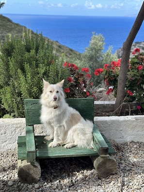 Pet-friendly - Goknar Knidos Nature Hotel and Farm (Datça)
