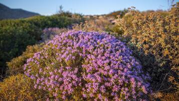 Un paisaje natural con un grupo destacado de flores moradas en primer plano.