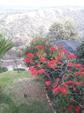 Jardim